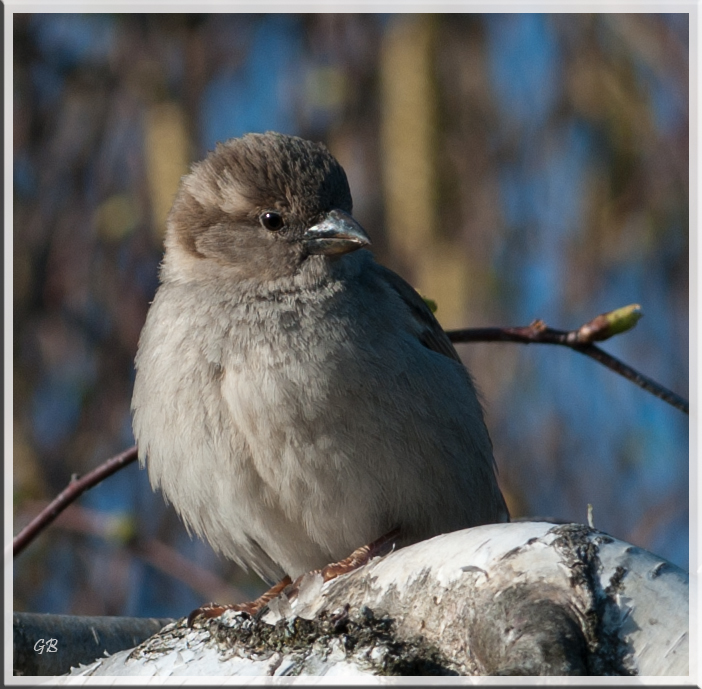 Jungsperling