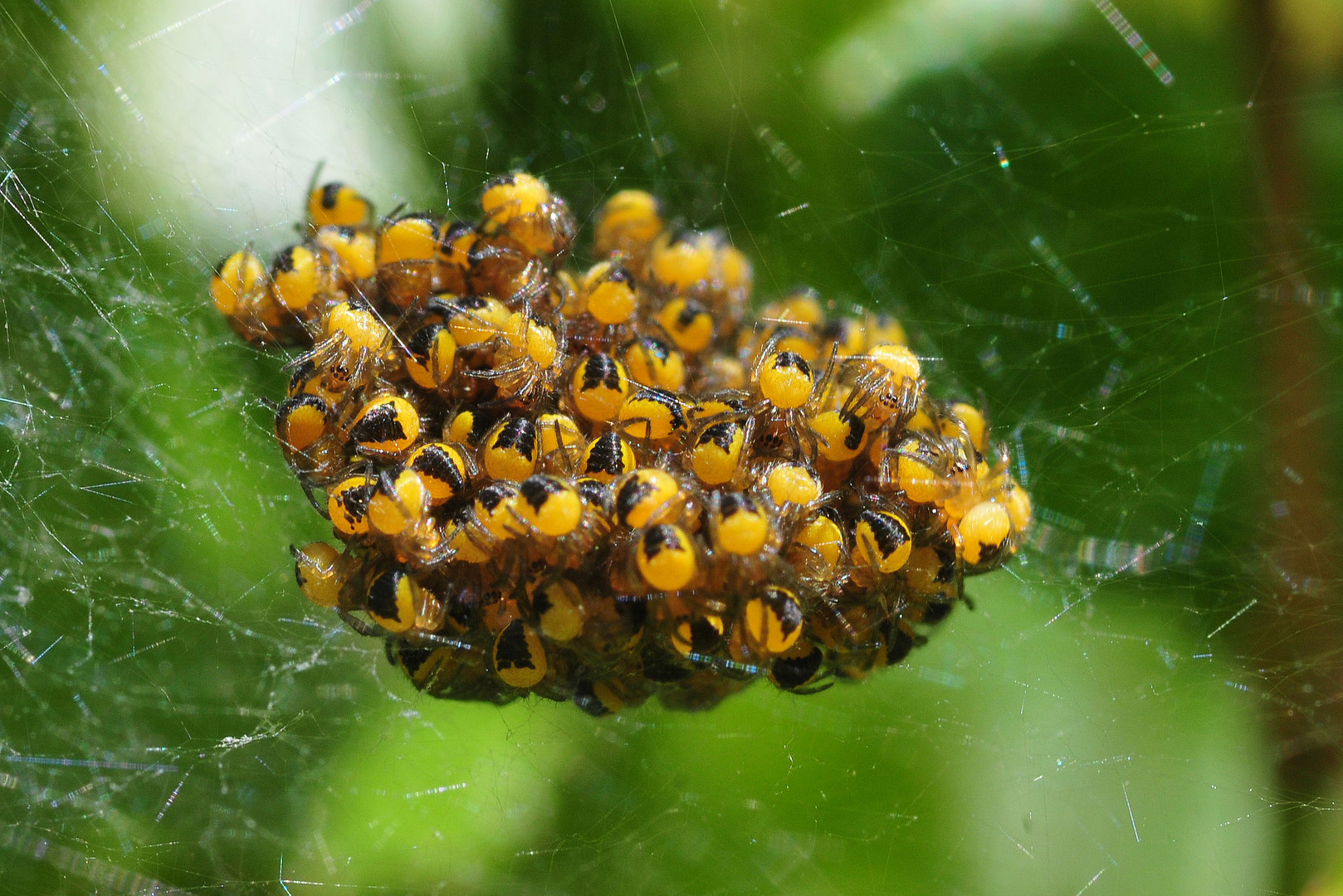 Jungspinnen der Gartenkreuzspinne