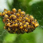 Jungspinnen der Gartenkreuzspinne