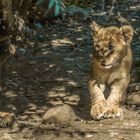 Jungspund auf Erkundungstour  im Basler Zoo