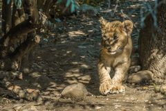 Jungspund auf Erkundungstour  im Basler Zoo