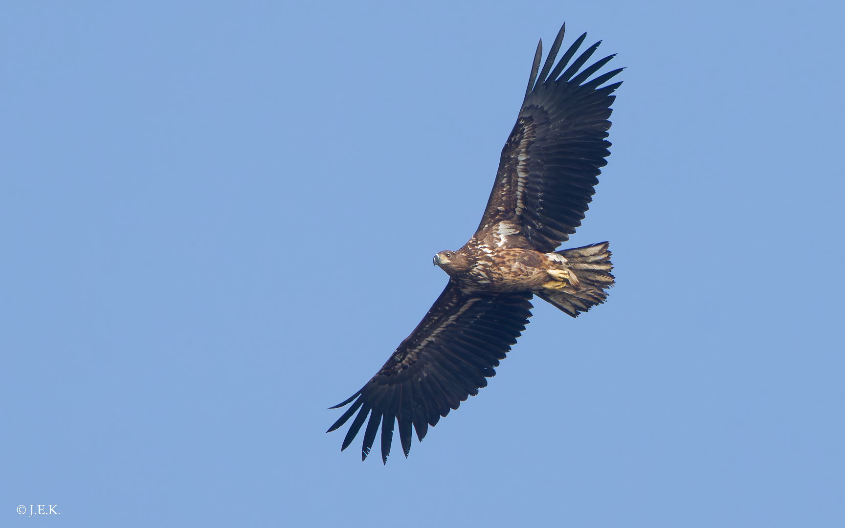 Jungspund im Überflug