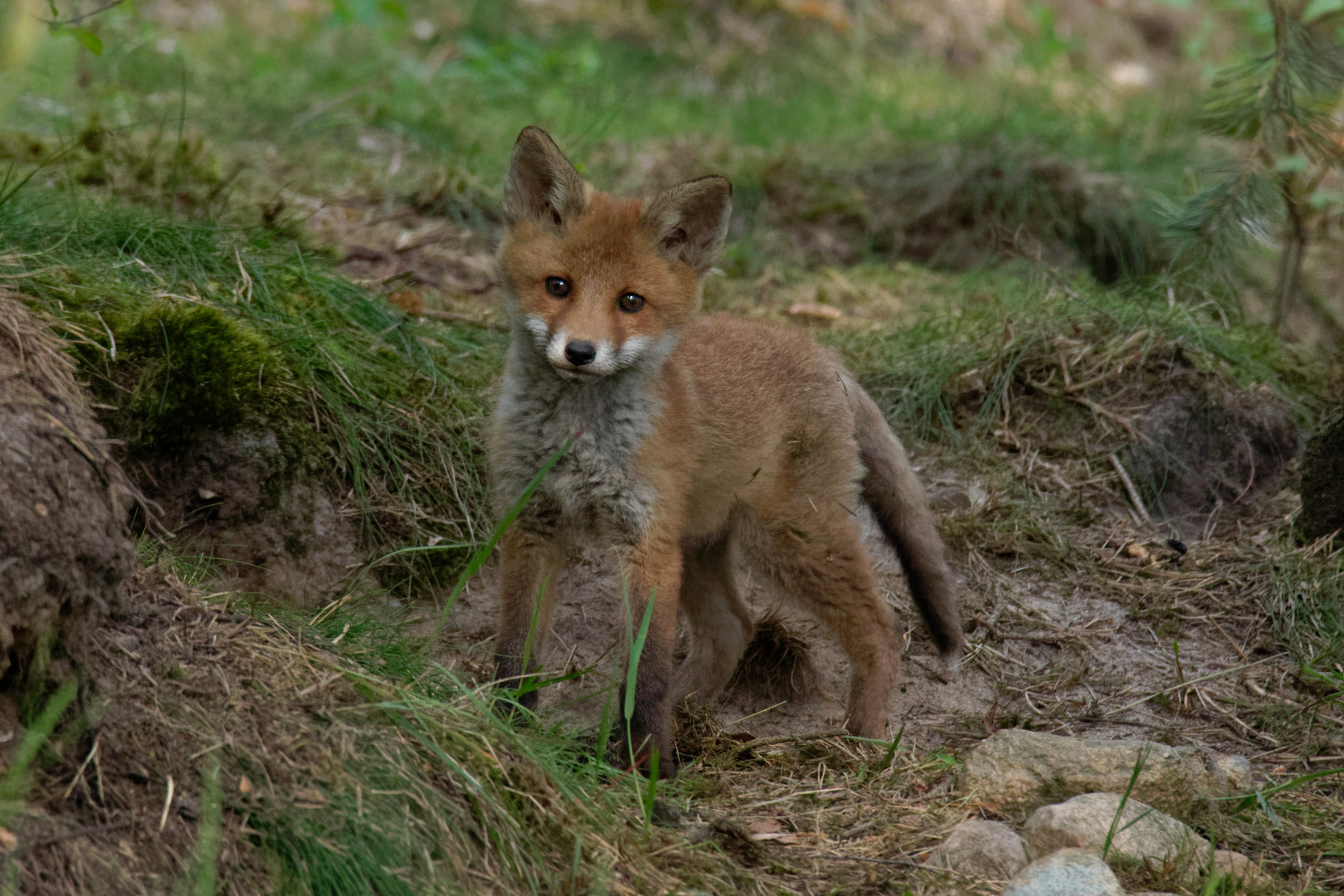 Jungspund... junger Fuchs ( Vulpes vulpes) direkt vor dem Bau