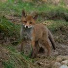 Jungspund... junger Fuchs ( Vulpes vulpes) direkt vor dem Bau