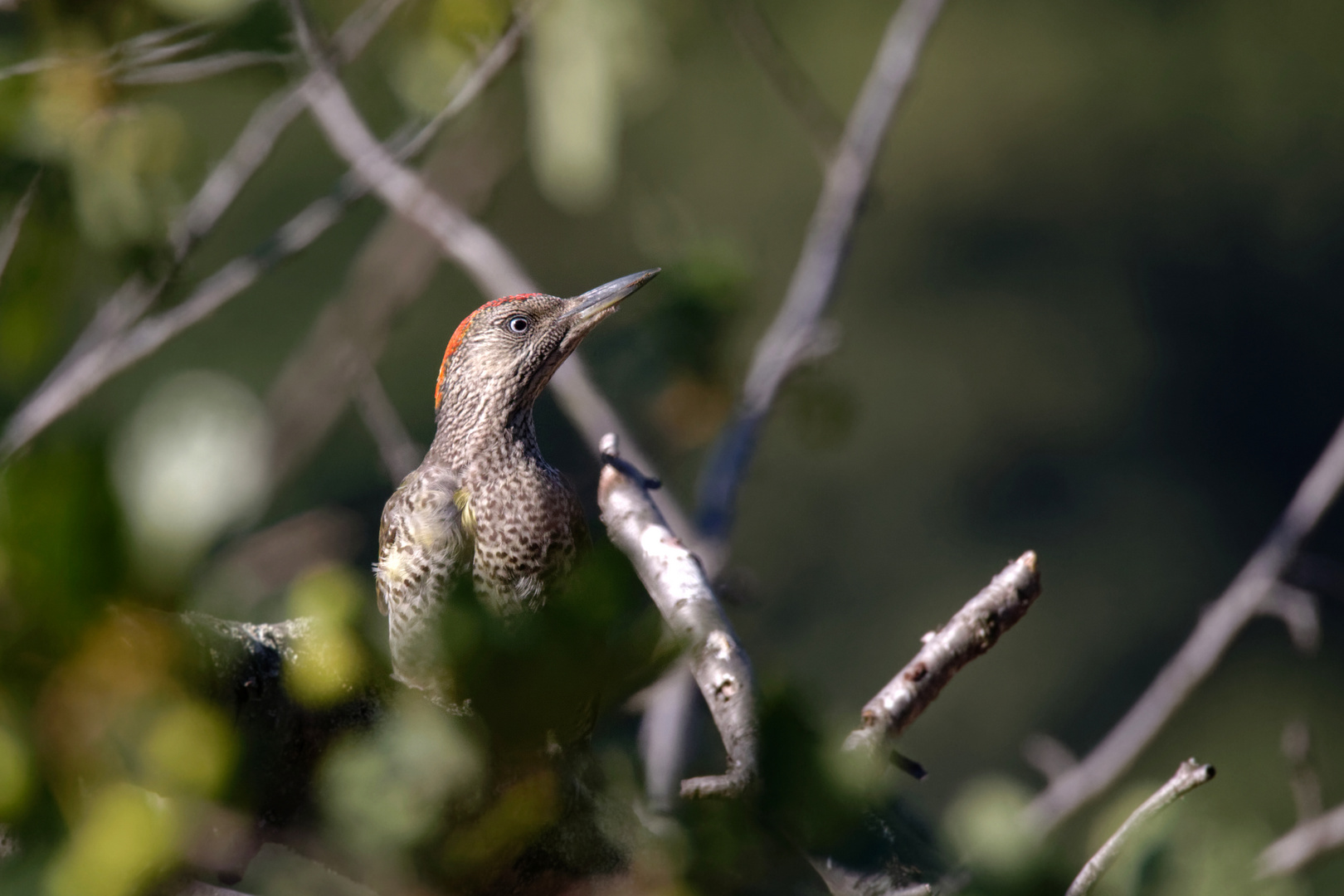 Jungspund... junger Grünspecht, Picus viridis 