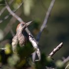 Jungspund... junger Grünspecht, Picus viridis 