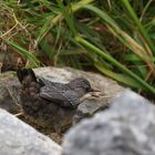 Jungspund reißt schon wieder den Schabel auf