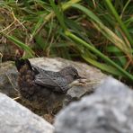 Jungspund reißt schon wieder den Schabel auf