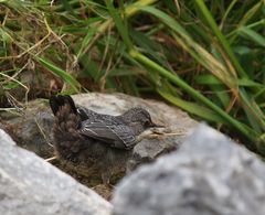 Jungspund reißt schon wieder den Schabel auf