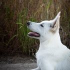 Jungspund - Weißer schweizer Schäferhund, 4 Monate alt