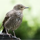 Jungstar mit Wohnzimmerfenster im Auge