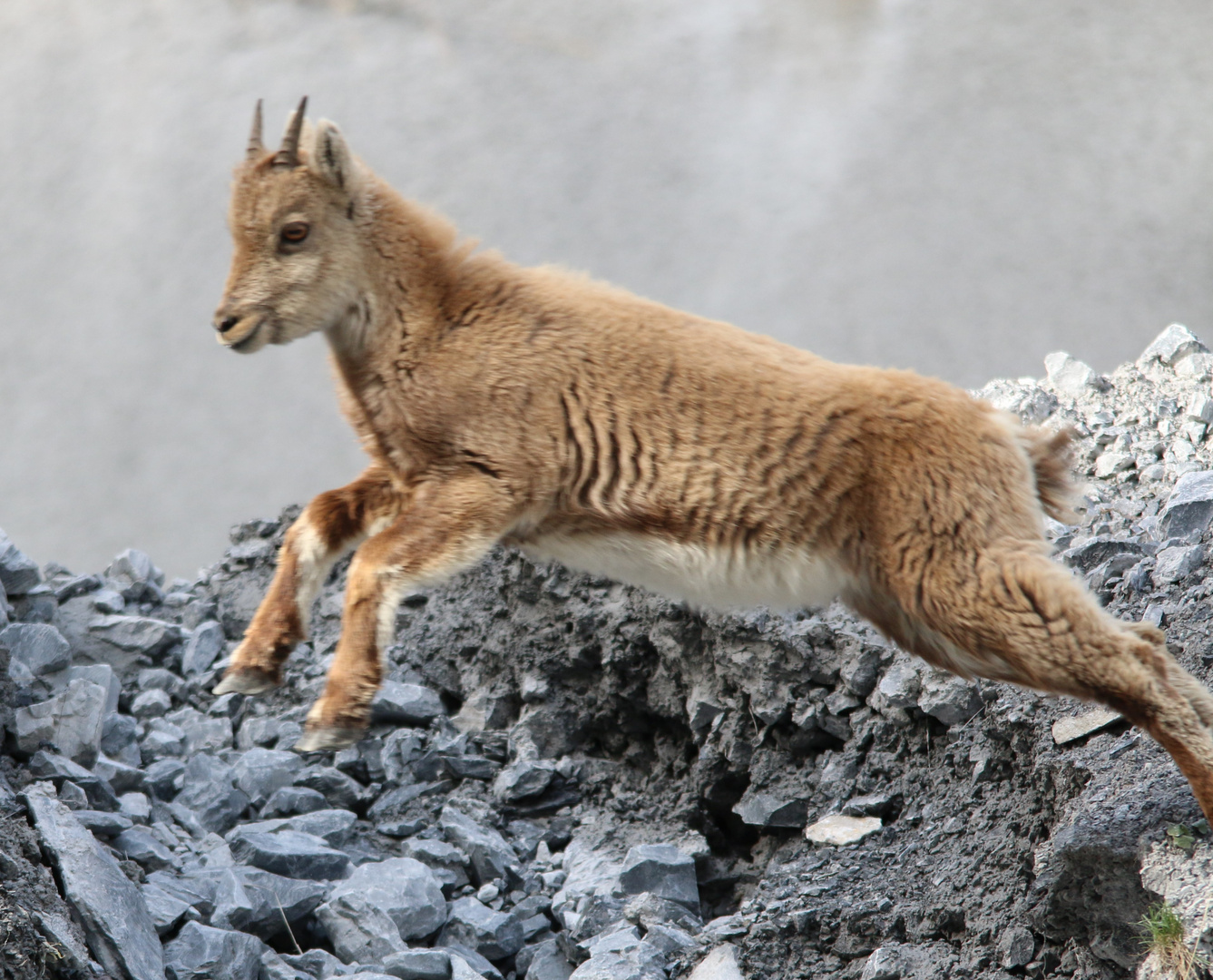 Jungsteinbock im Sprung erwiuscht