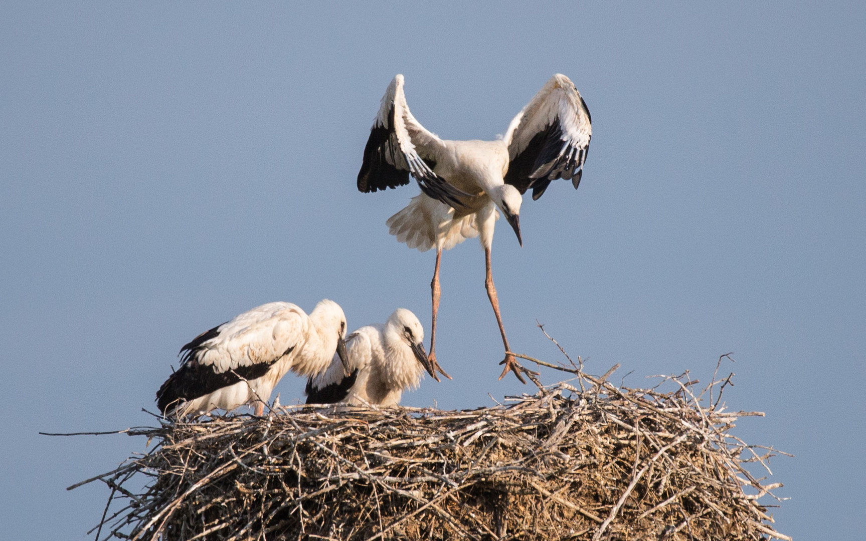 Jungstörche alleine im Nest