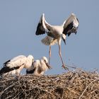 Jungstörche alleine im Nest