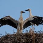 Jungstörche bei Flugübungen  5