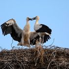 Jungstörche bei Flugübungen 6