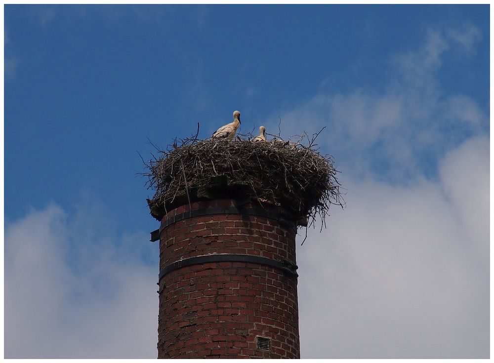 Jungstörche im Nest