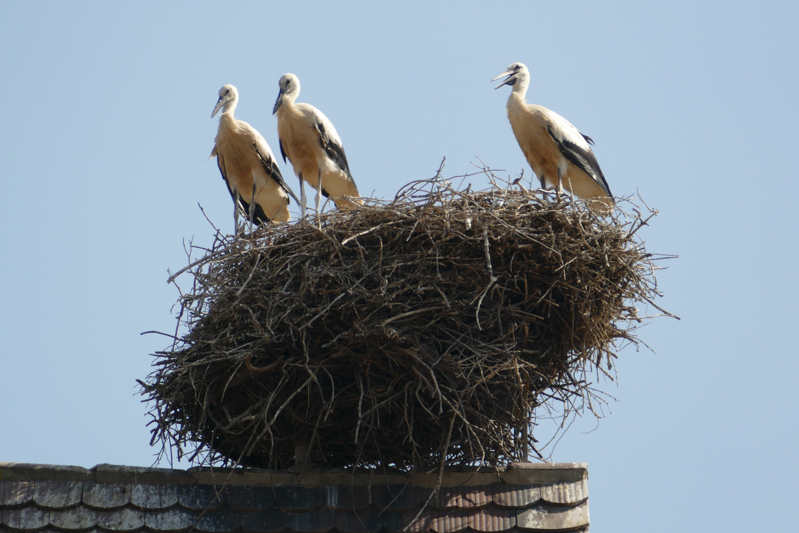 °°°° Jungstörche im Nest °°°°