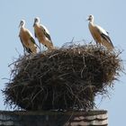 °°°° Jungstörche im Nest °°°°