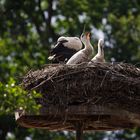 *** Jungstörche im Nest ***