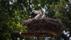 *** Jungstörche im Nest ***