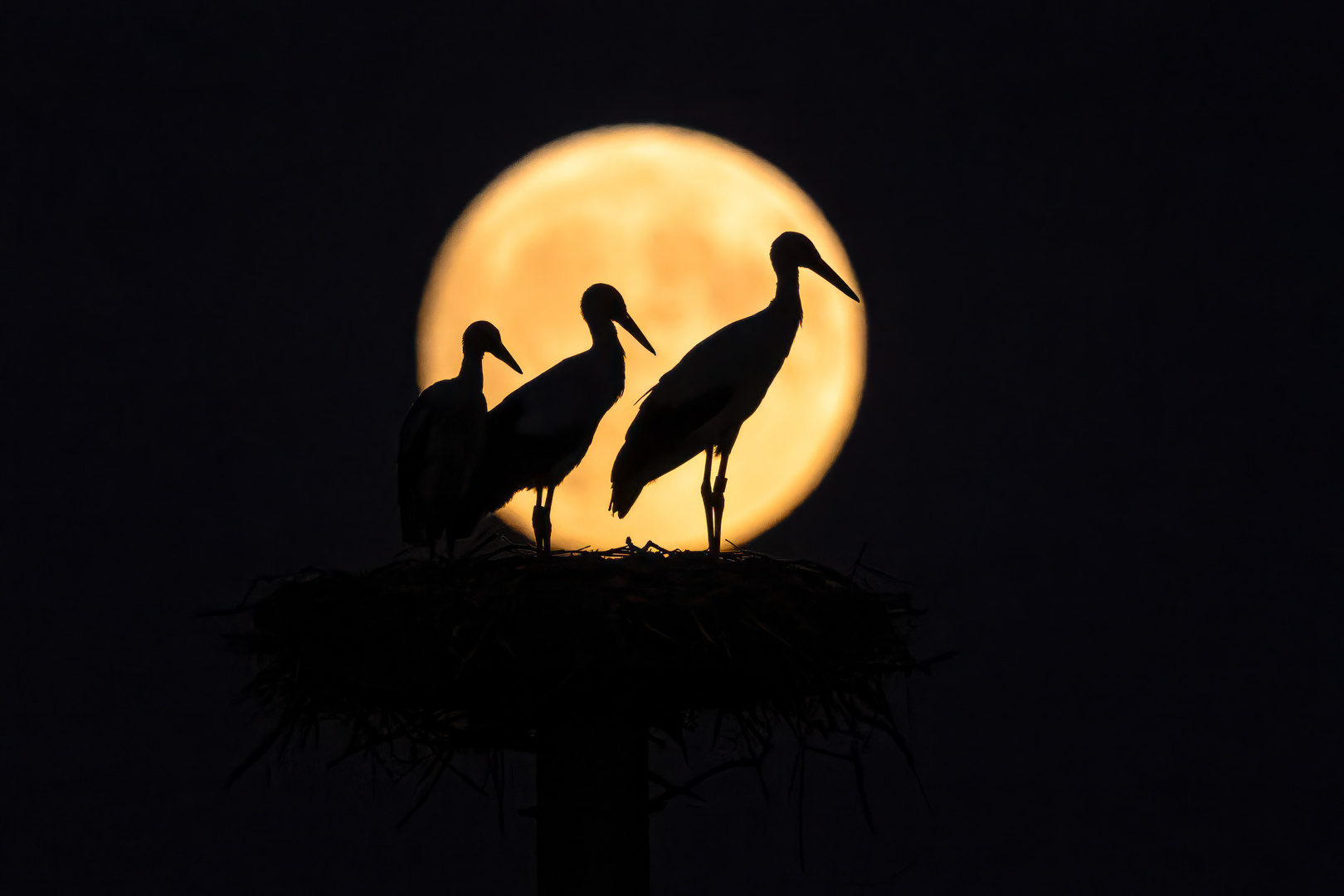 Jungstörche im Vollmond