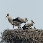 Jungstörche in Dinker bei Soest