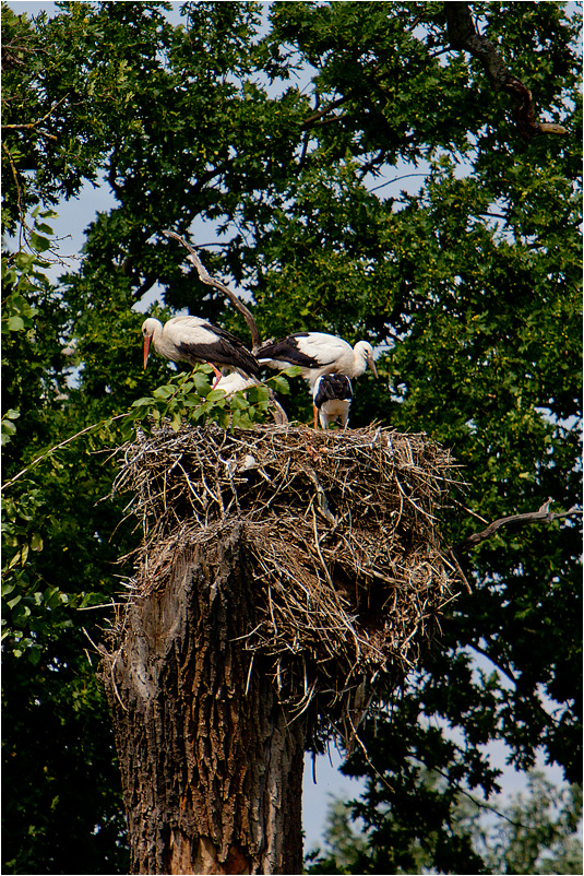 Jungstörche in Marchegg