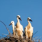 Jungstörche, wo bleiben die Eltern