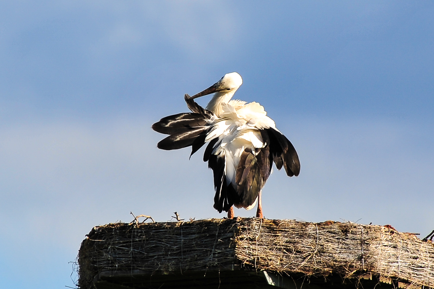 Jungstorch "Adebärchen" beim abendlichen Aufbrezeln