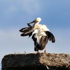 Jungstorch "Adebärchen" beim abendlichen Aufbrezeln