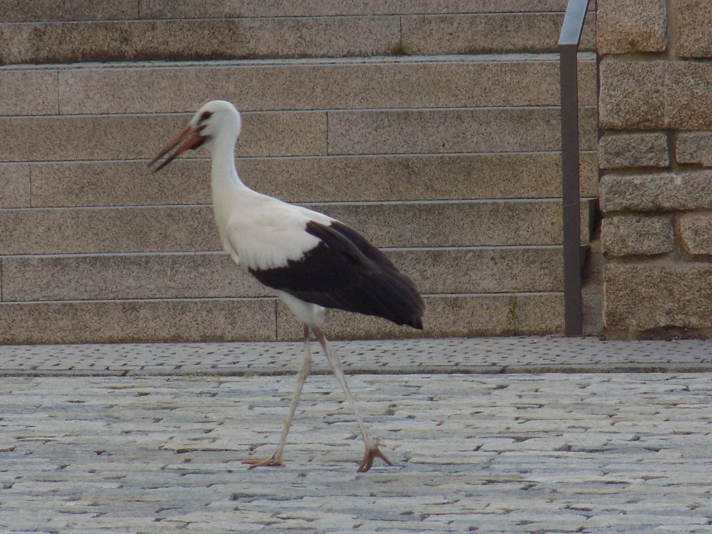 JUNGSTORCH AUF ABWEGEN 11.08.215