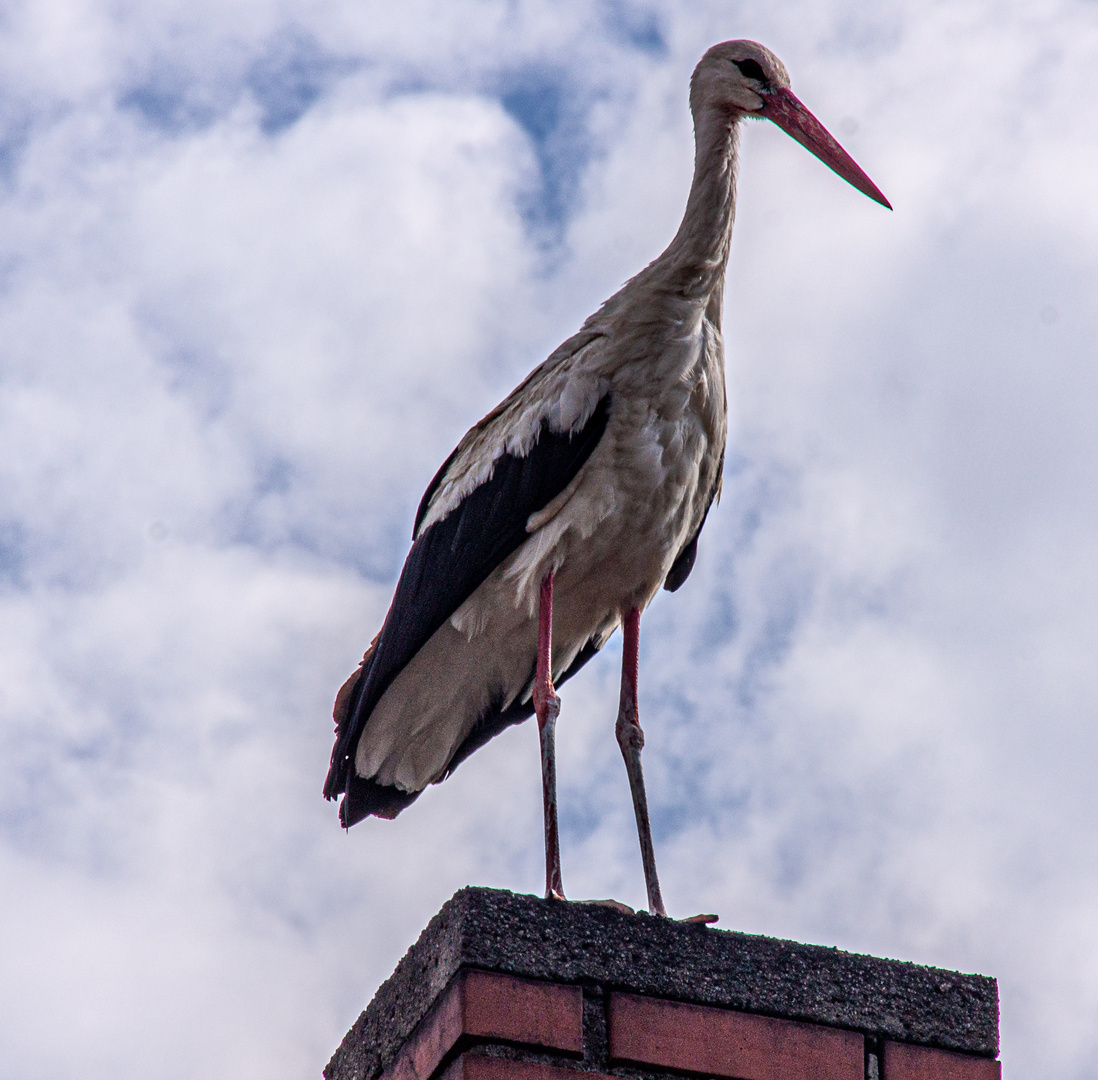 Jungstorch bei uns 