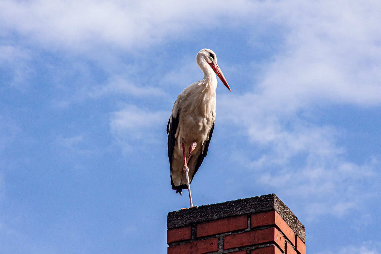 Jungstorch bei uns 