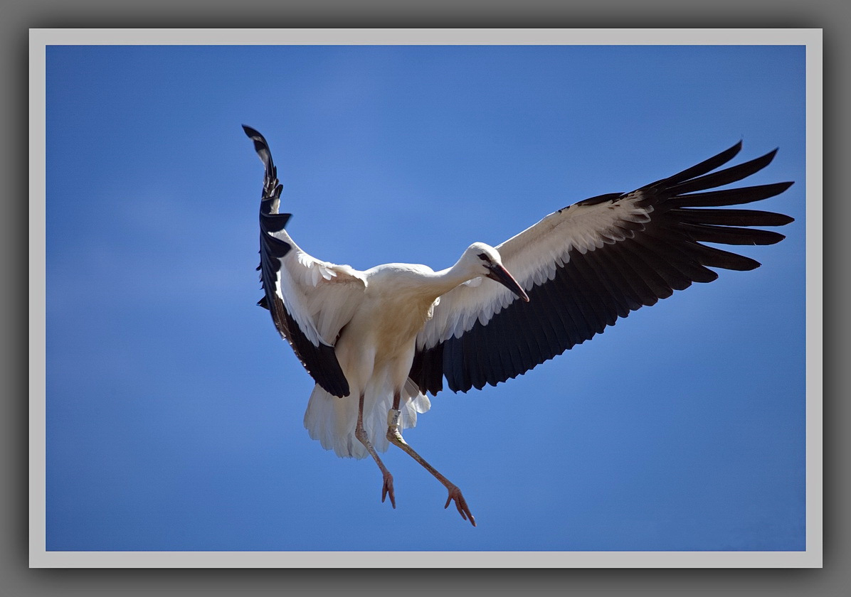 Jungstorch beim Nestanflug