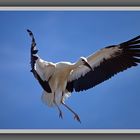 Jungstorch beim Nestanflug