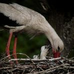 jungstorch-digiscoping