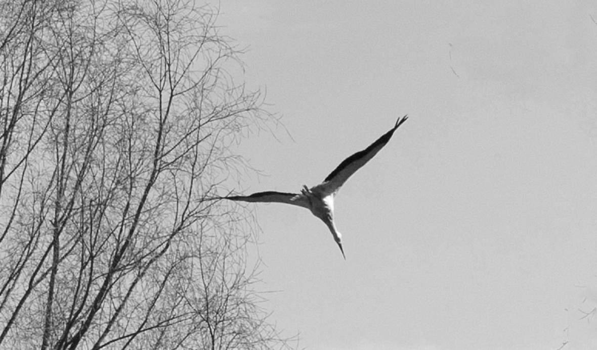 Jungstorch im Anflug