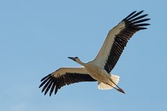 Jungstorch im Überflug