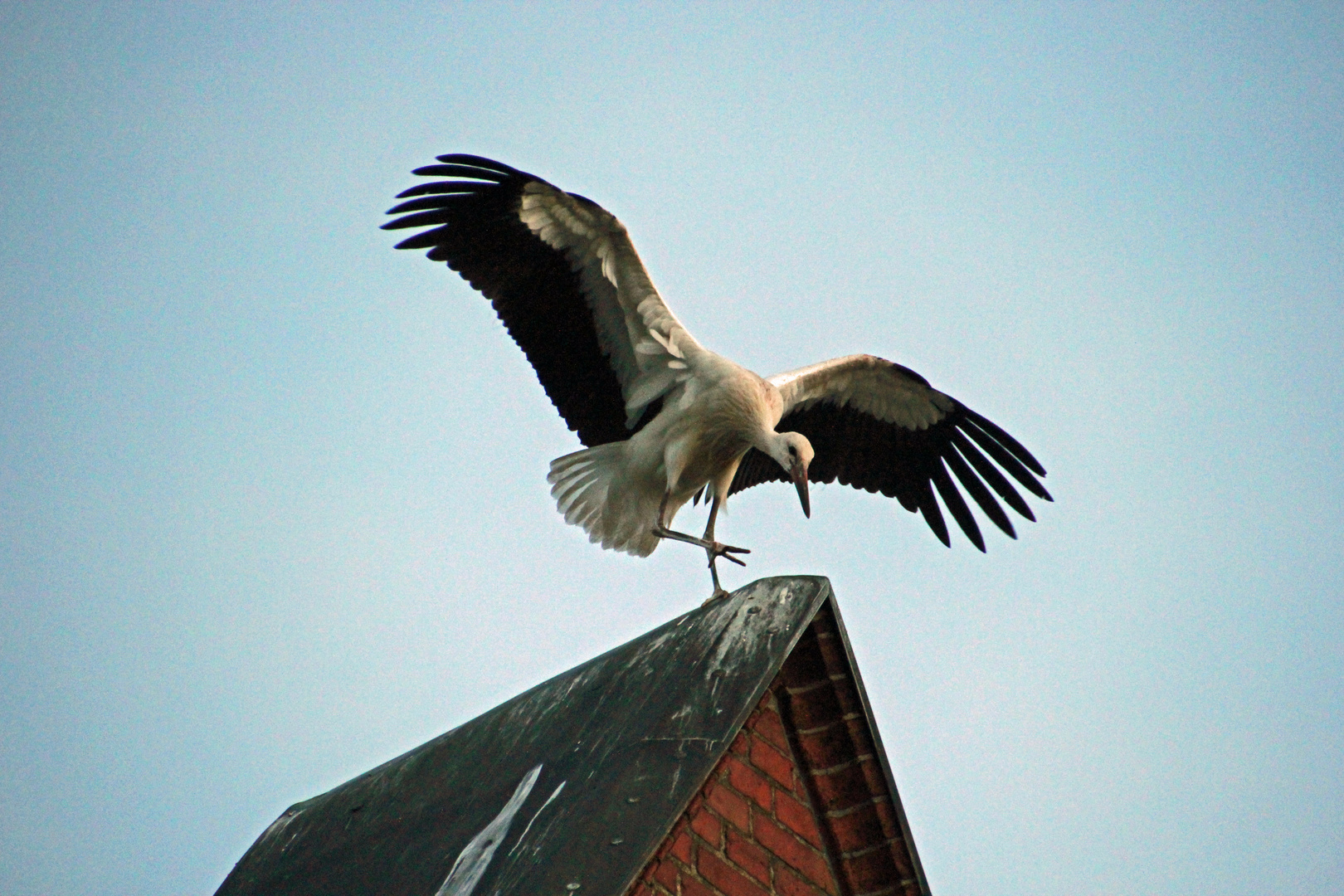 Jungstorch landet noch etwas unsicher auf der Kirchturmspitze