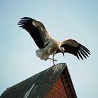 Jungstorch landet noch etwas unsicher auf der Kirchturmspitze