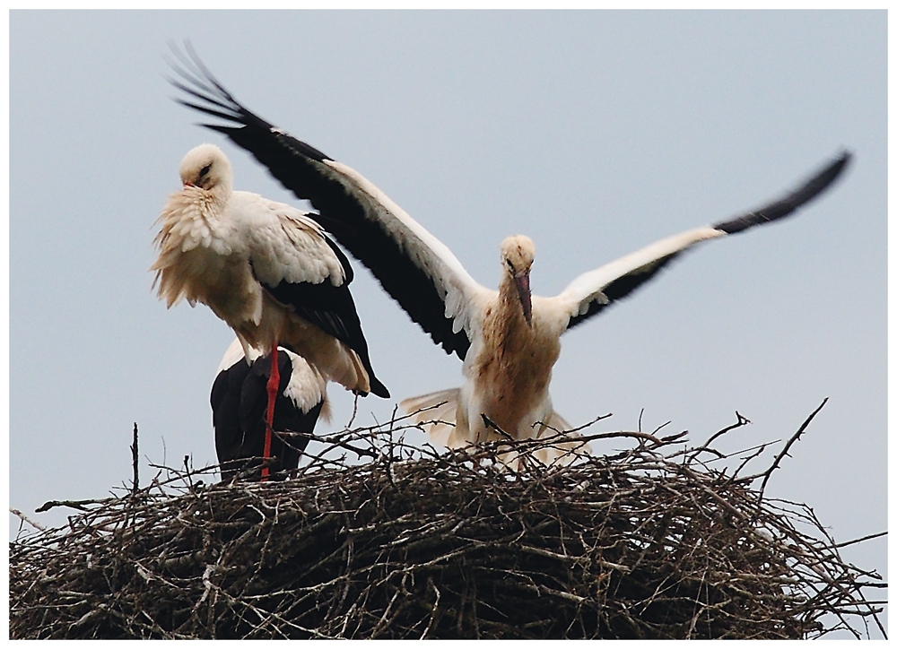 Jungstorchbeim Fliegen lernen