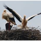 Jungstorchbeim Fliegen lernen