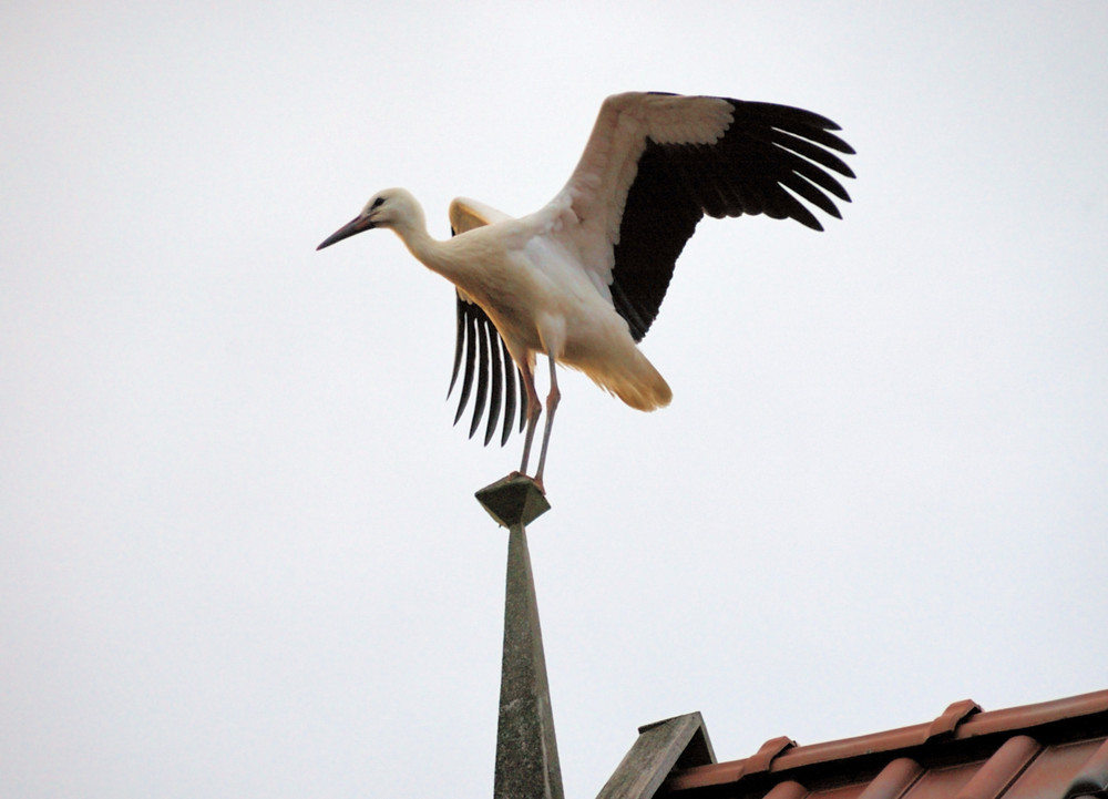 Jungstorchs Flug-und Landeschule