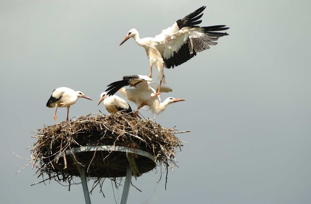 Jungstorchs Landeanflug