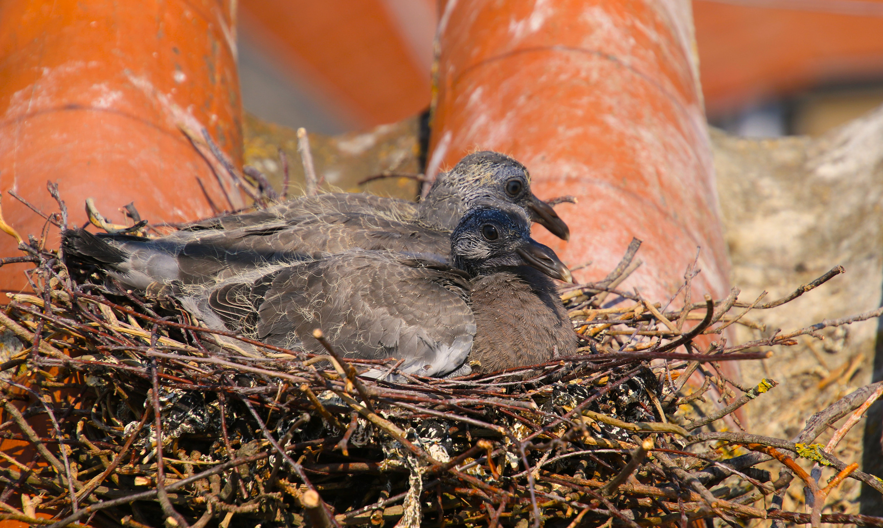 Jungtauben Foto & Bild tiere, tierkinder, fotos Bilder auf