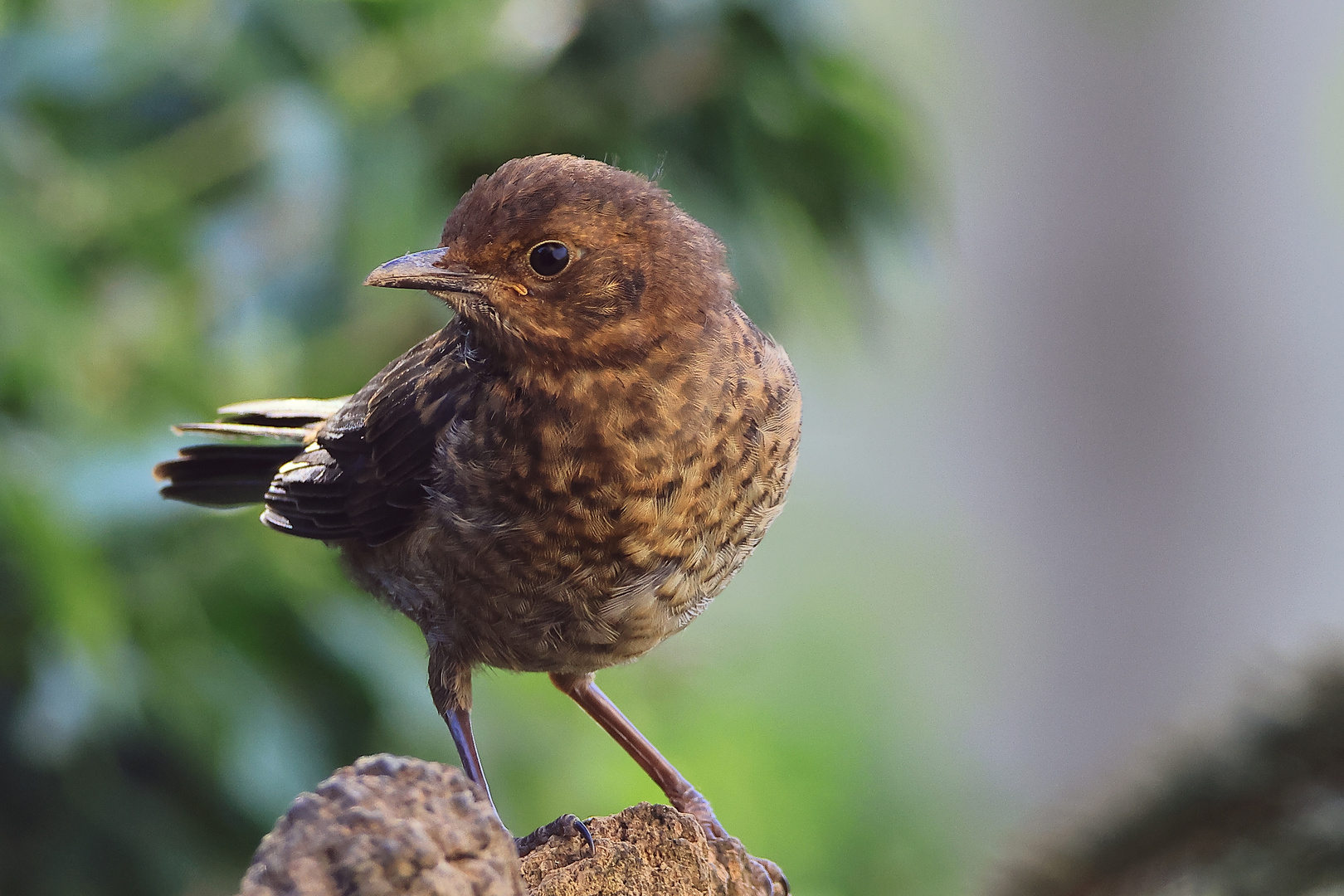 Jungtier 2024 Amsel (Turdus merula) oder Schwarzdrossel