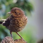 Jungtier 2024 Amsel (Turdus merula) oder Schwarzdrossel