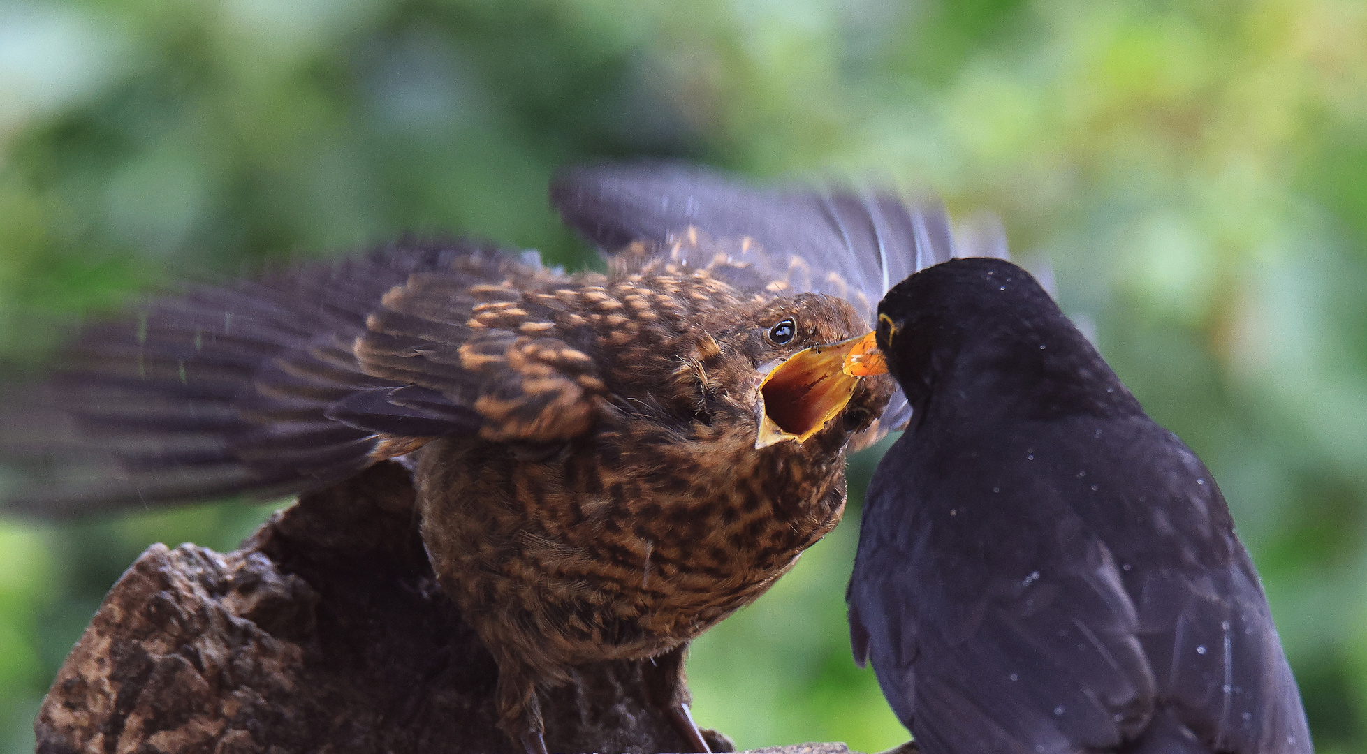 Jungtier 2024 Amsel (Turdus merula) oder Schwarzdrossel