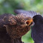 Jungtier 2024 Amsel (Turdus merula) oder Schwarzdrossel